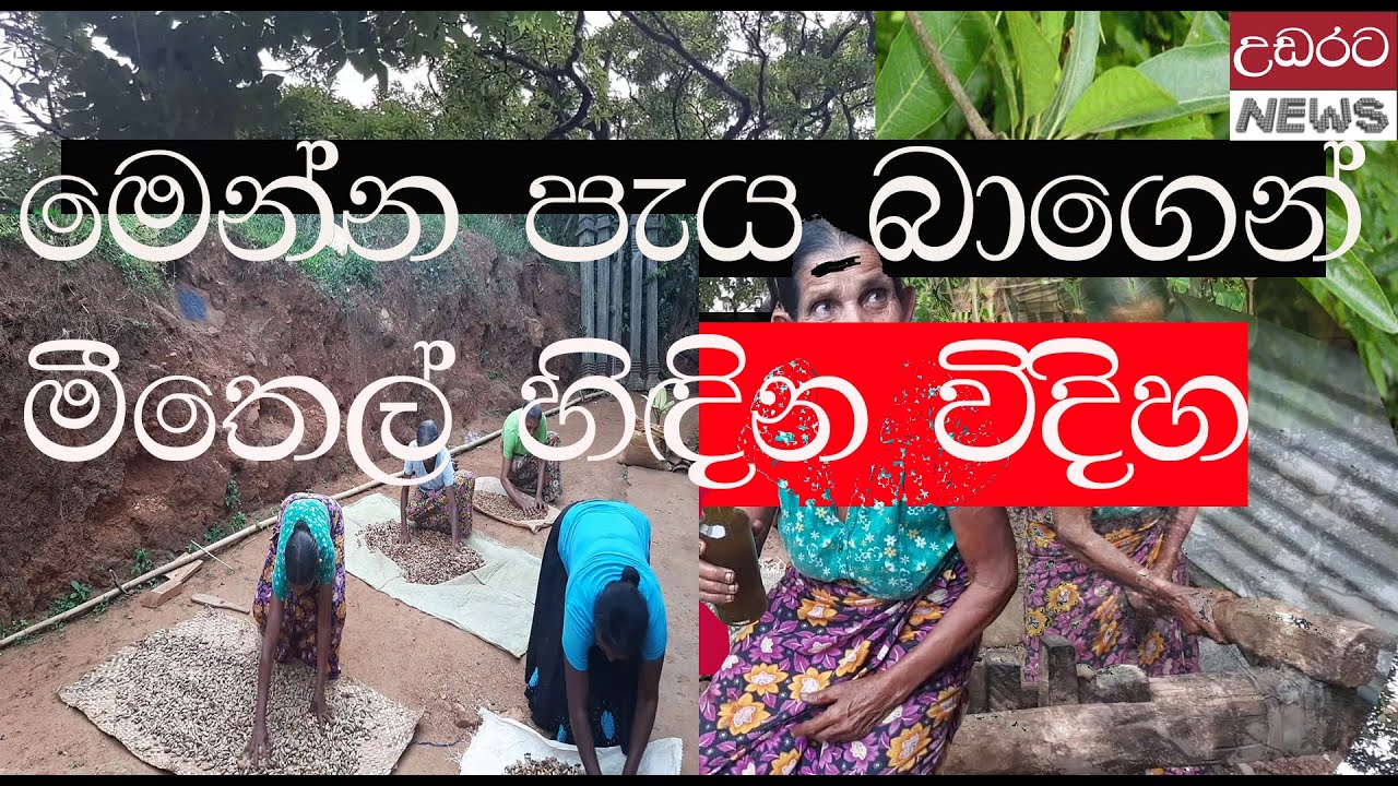 මෙන්න  පැය බාගෙන් මී තෙල් හිදින විදිහ !