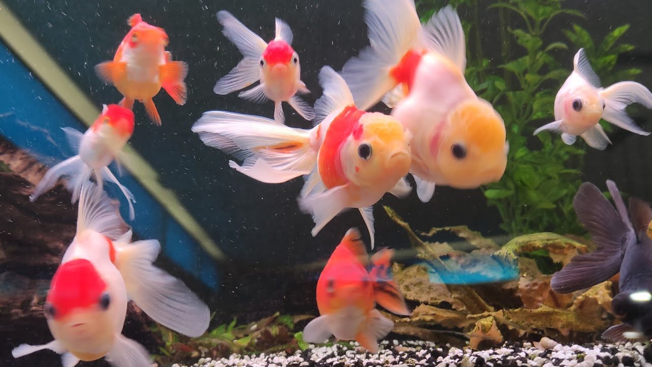 Аквариумные рыбки 🐟🐠в Германии🐡 Зоомагазин