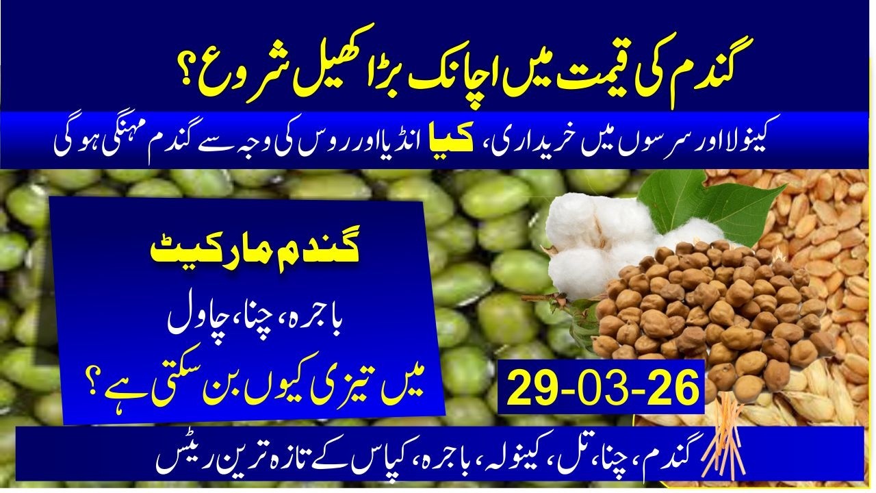 today wheat price | Wheat india news | moong rate | Bajra updated price | kala chana rate | tillrate