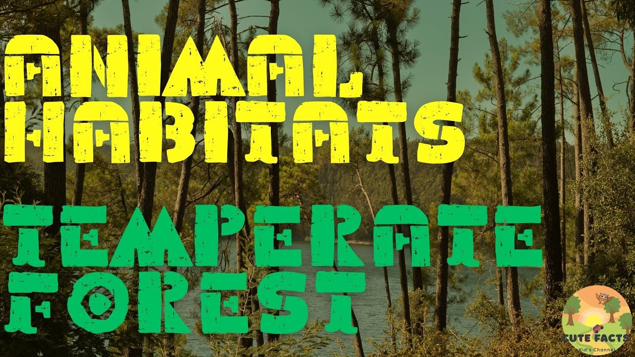 Temperate Forest Habitats for Kids - Home of Deer, Rabbits, and Squirrels