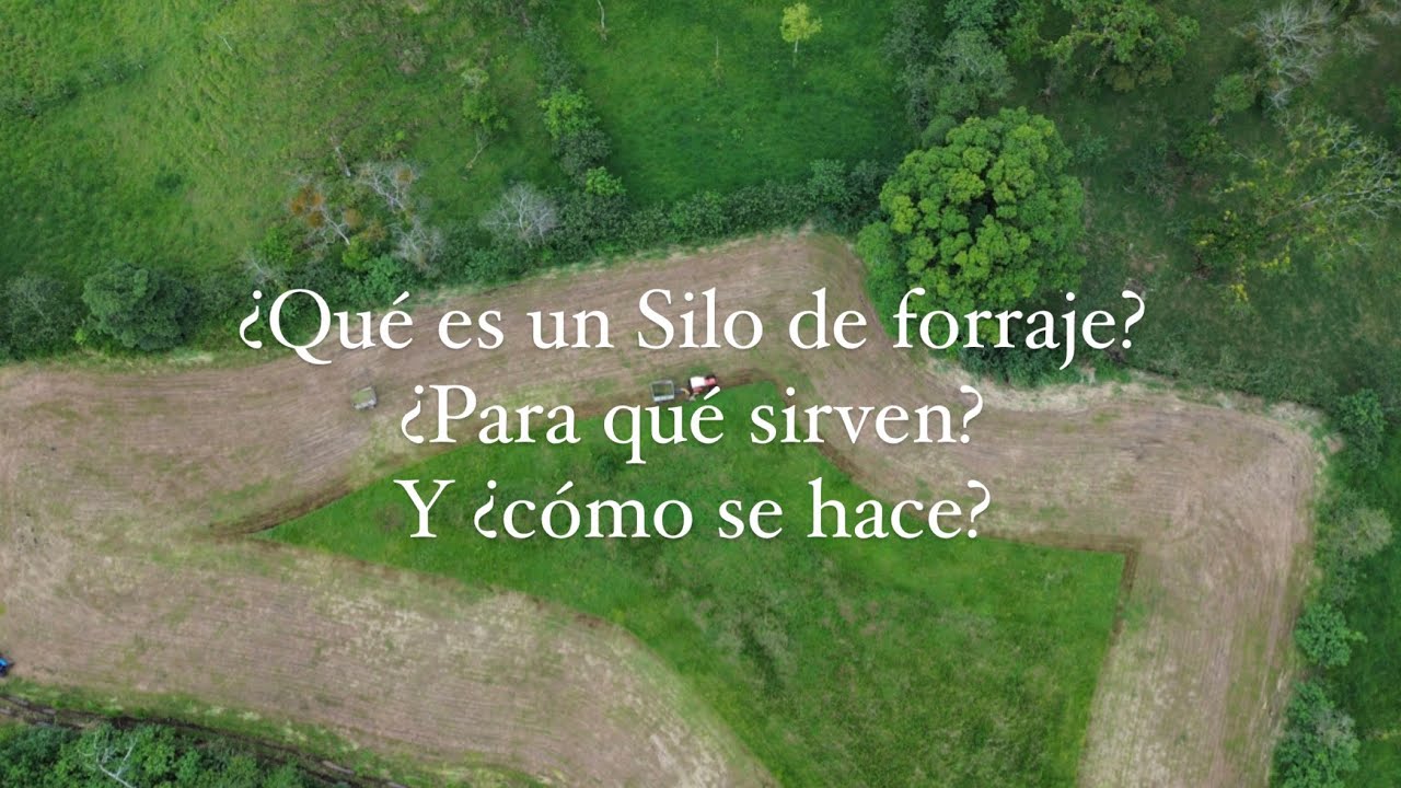 Que es un silo de maíz, cómo se hace y que beneficios tiene en en ganado