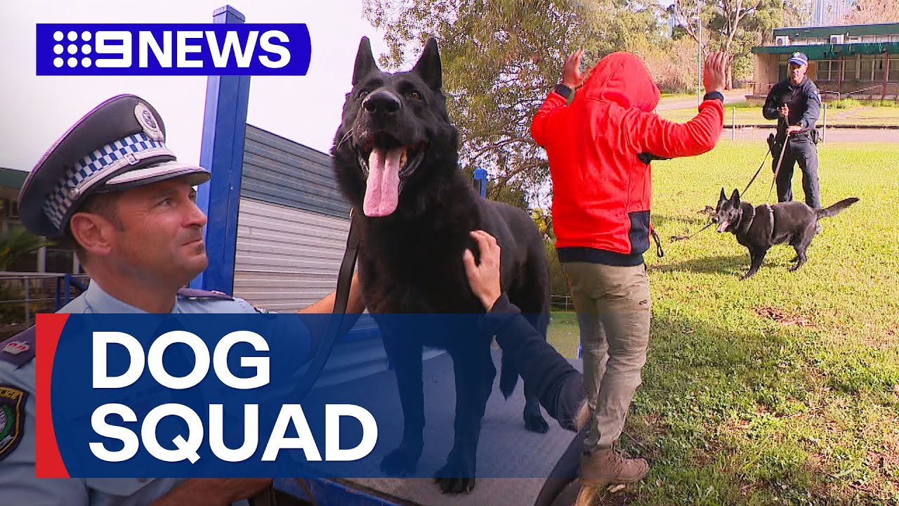 Inside look into police dog squad training | 9 News Australia