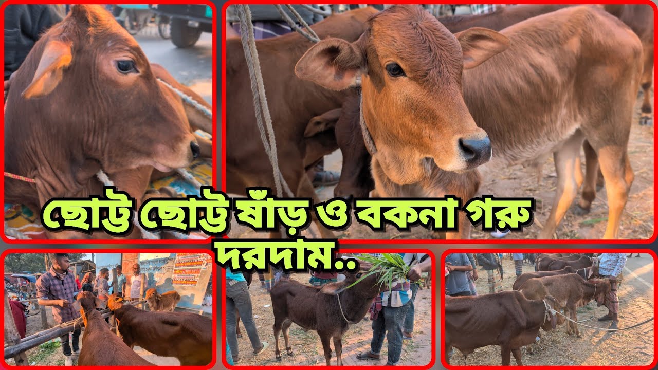 একেবারে ছোট্ট ছোট্ট ষাঁড় ওবকনা বাছুর গরু আমদানি ভরপুর!বেচাকেনাতে জমে উঠেছে ডুগডুগি বাজার। #Cowprice