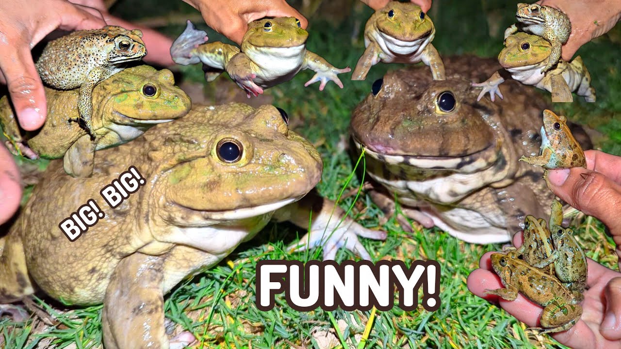 Catch Colorful Funny Frogs | Laughter of famous frogs | Popular Frog Comedy