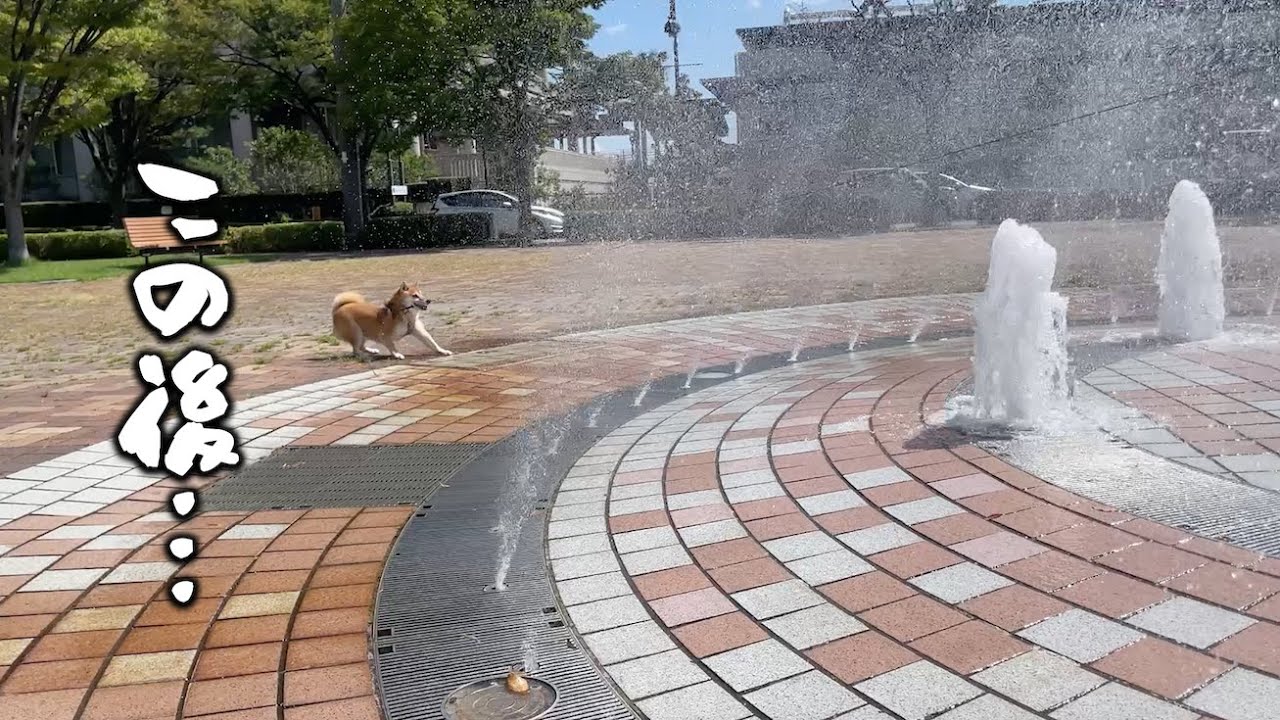 油断したところを襲撃される柴犬
