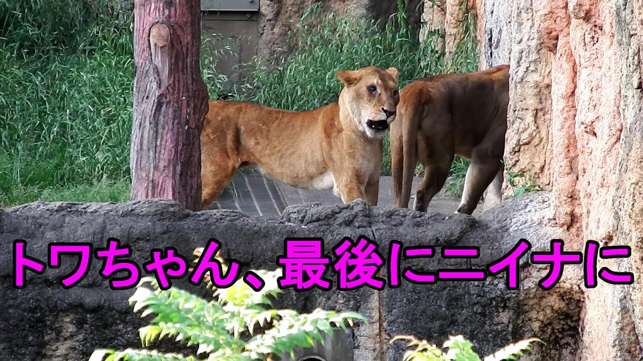 トワちゃん、最後にニイナに・・・　Lion (ライオン)　多摩動物公園