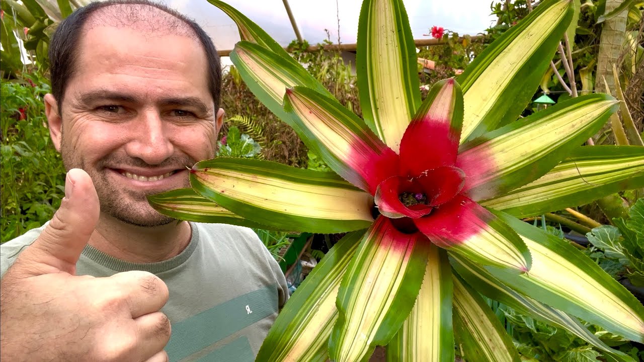 BROMÉLIA TRICOLOR COMO PLANTAR CORRETAMENTE