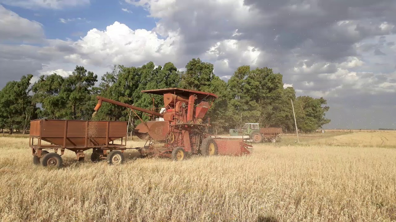 cosechando con una Rotania original modelo 1961