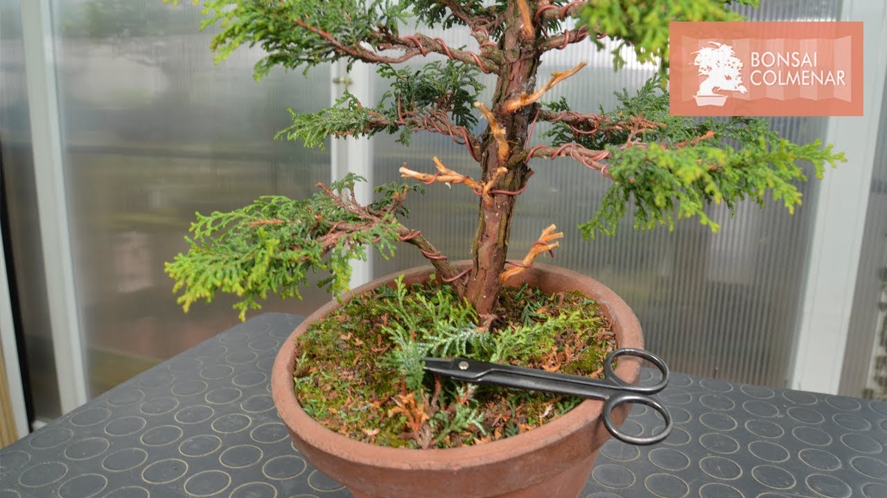 Chamaecyparis - Bonsai Colmenar