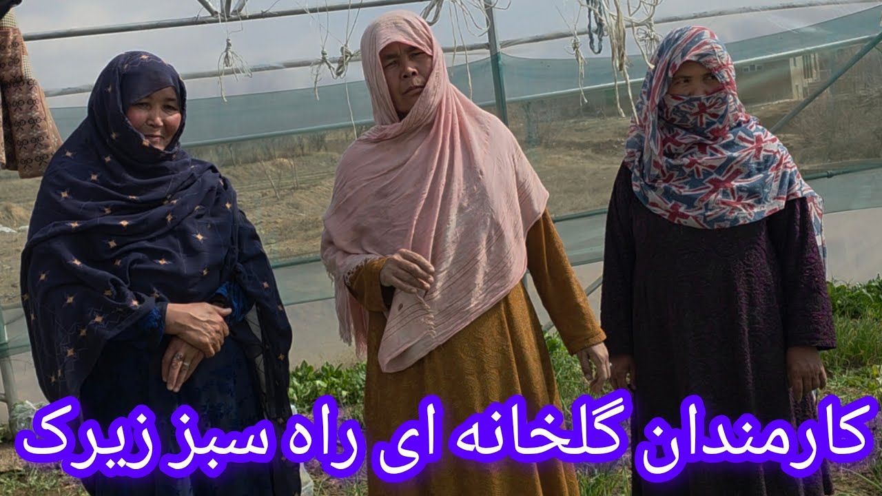 گلخانه ای راه سبز زیرک شروع بکار کرد