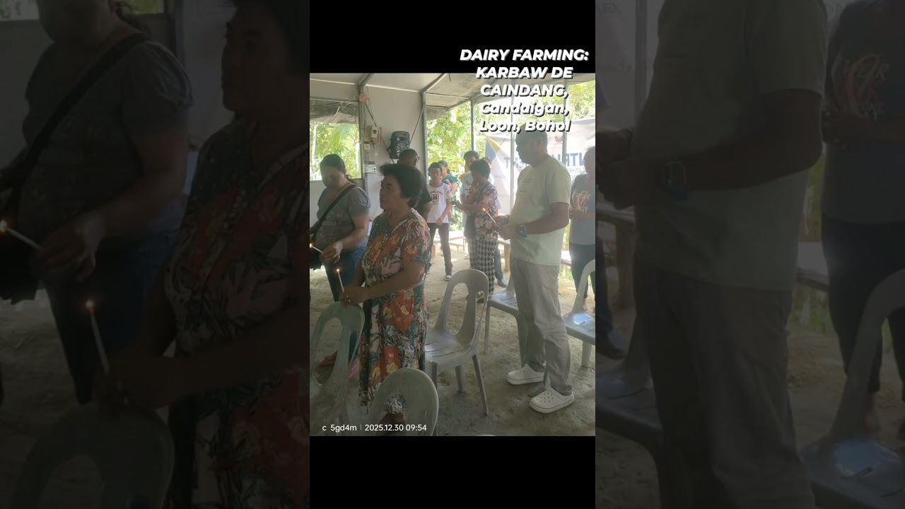 CARABAO' FRESH MILK FARMING CAINDANG FARMERS,,CANDAIGAN, LOON, BOHOL,PHILS