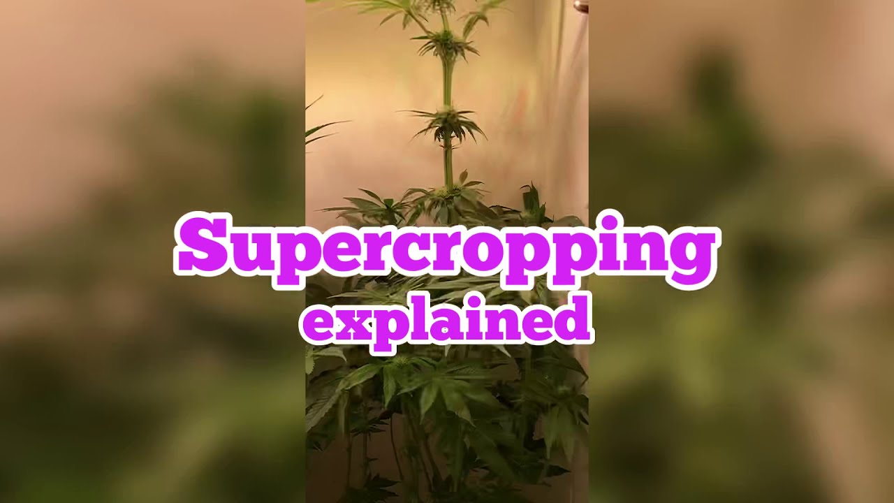TIP OF THE WEEK: SUPERCROP your plants instead of topping them, when they are too tall! 🤩