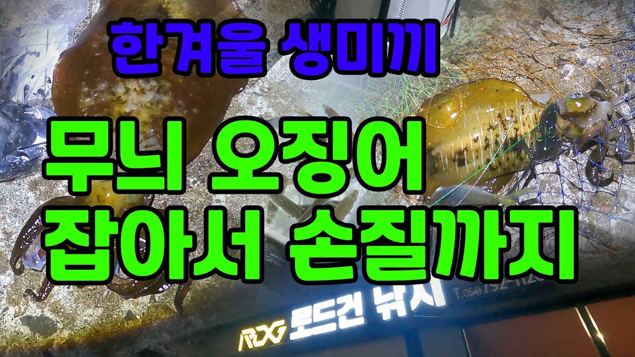 한겨울 무늬오징어 생미끼로 잡아 손질까지