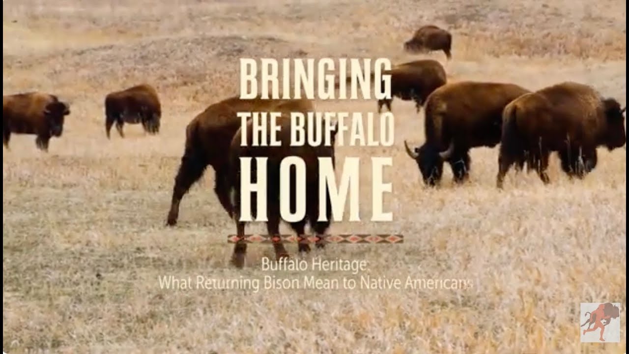 Bringing the Buffalo Home: What returning bison mean to Native Americans