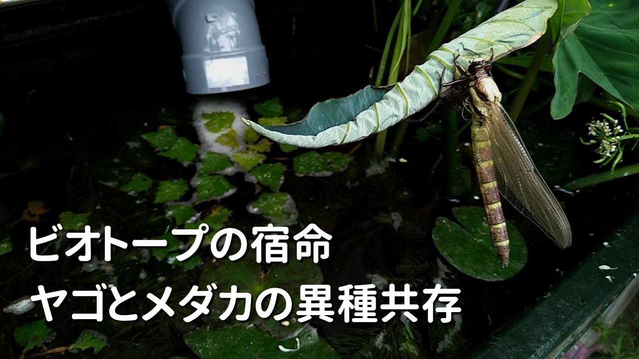 ビオトープの宿命・ヤゴとメダカの異種共存！ トンボの羽化に見る自然のカタチ