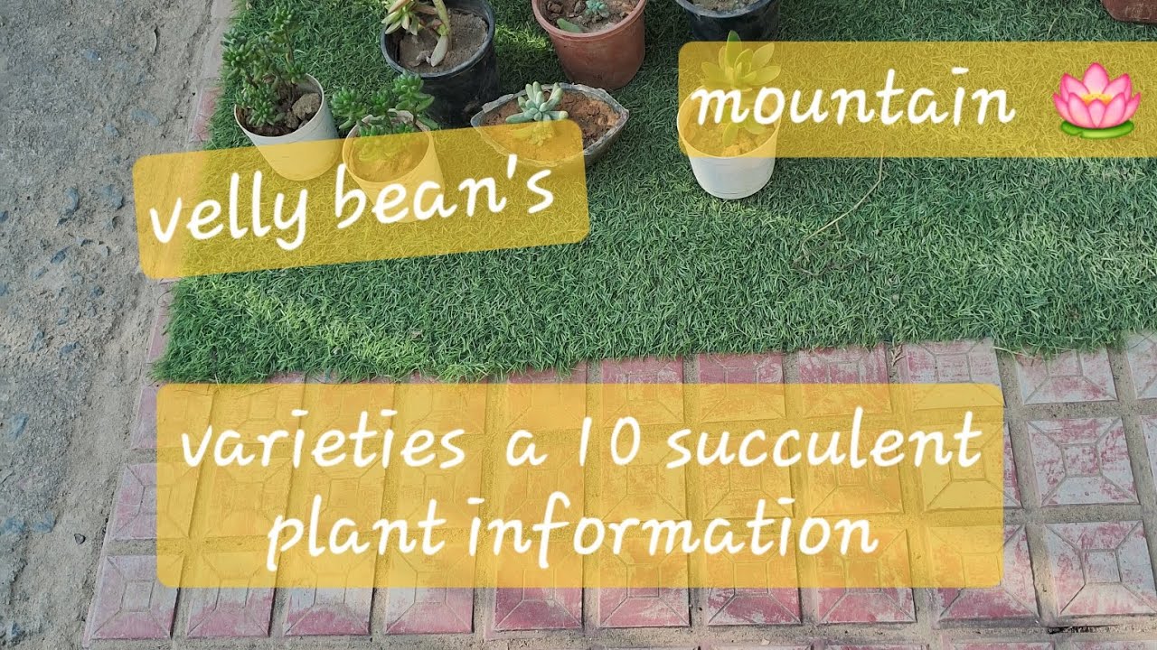 10 varieties succulent plant care tips  full information 