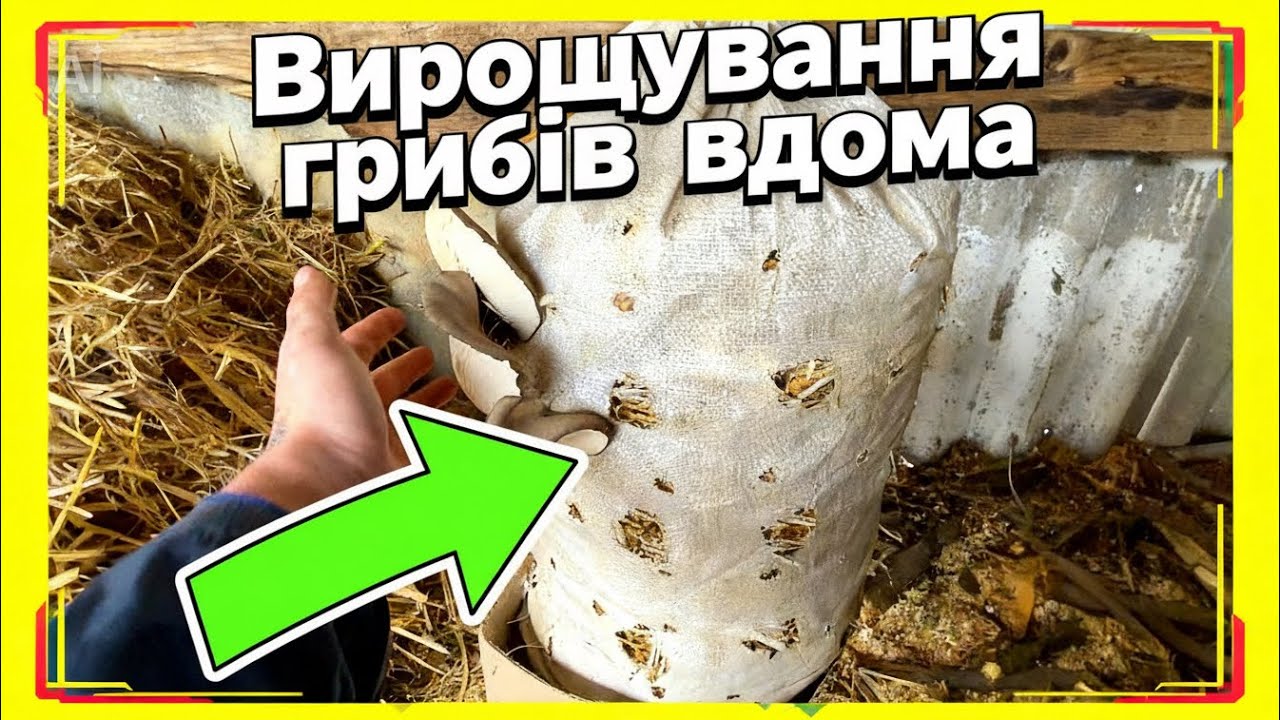 Подивіться, як ростуть мої вешенки — дуже просто виростити!