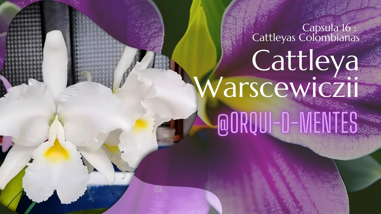 Cápsula 💊 16|Especies de Cattleya. C. warscewiczii #orchids #cattleyaorchids #orquídeas