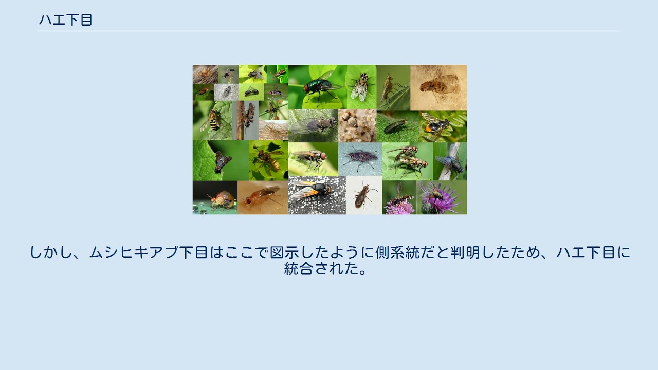ハエ下目