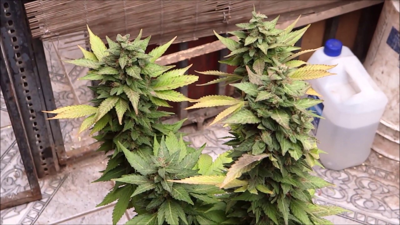 Mango Cream - Exotic Seeds  (Harvest Time) #exoticseeds #Airpot #HyproA+B