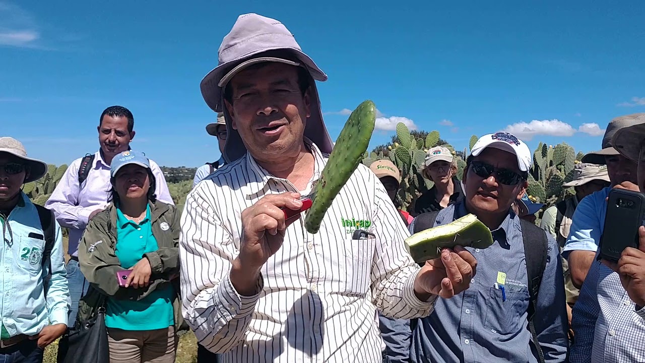 #PalomillaNopal  Día 3-  Daños encontrados en nopales de la zona
