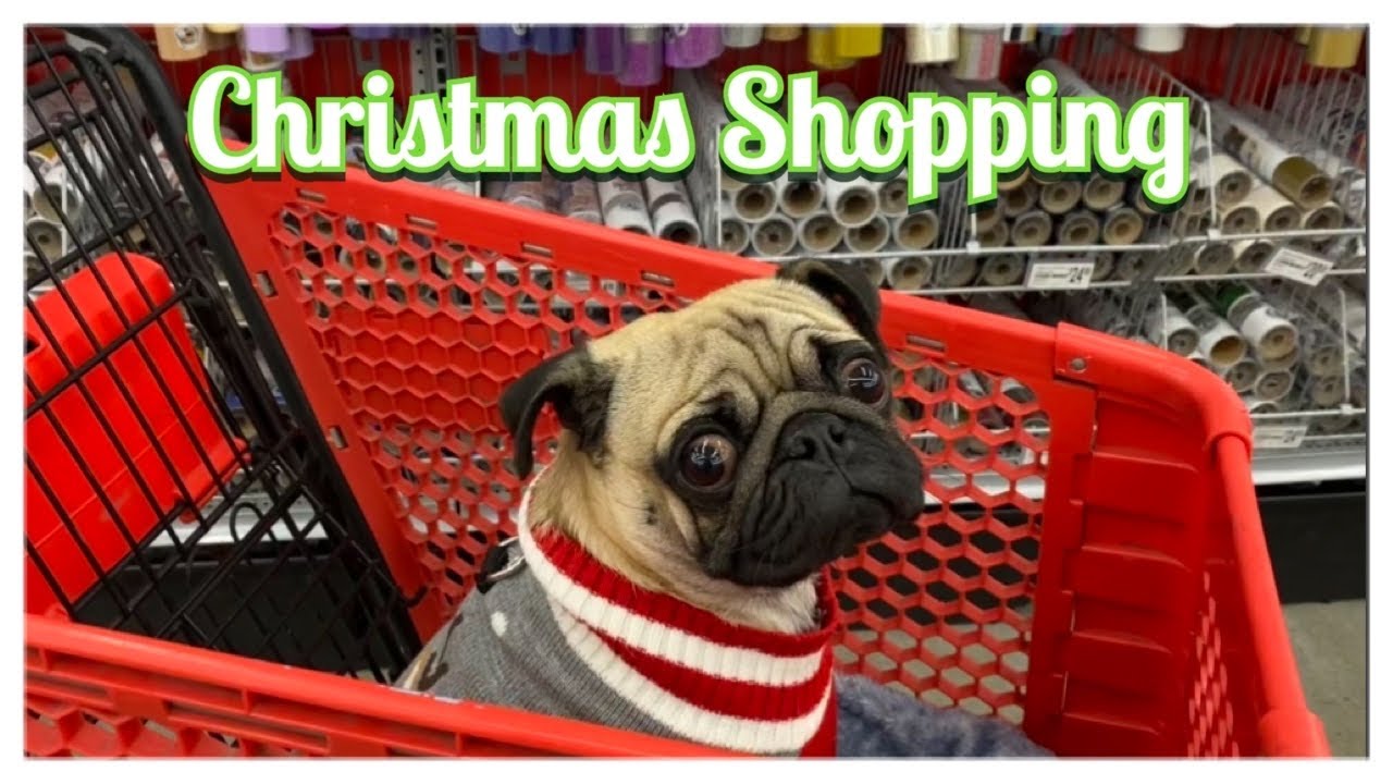 Pug Goes Shopping