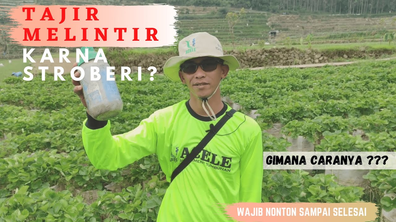 Wajib Nonton ! Petani Strawberry Sukses dan jadi berkah bagi banyak orang