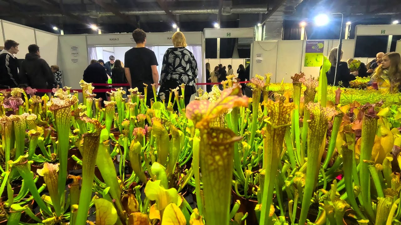 WORLD FLOWER SHOW 2025 - ŚWIATOWA WYSTAWA ROŚLIN W KRAKOWIE