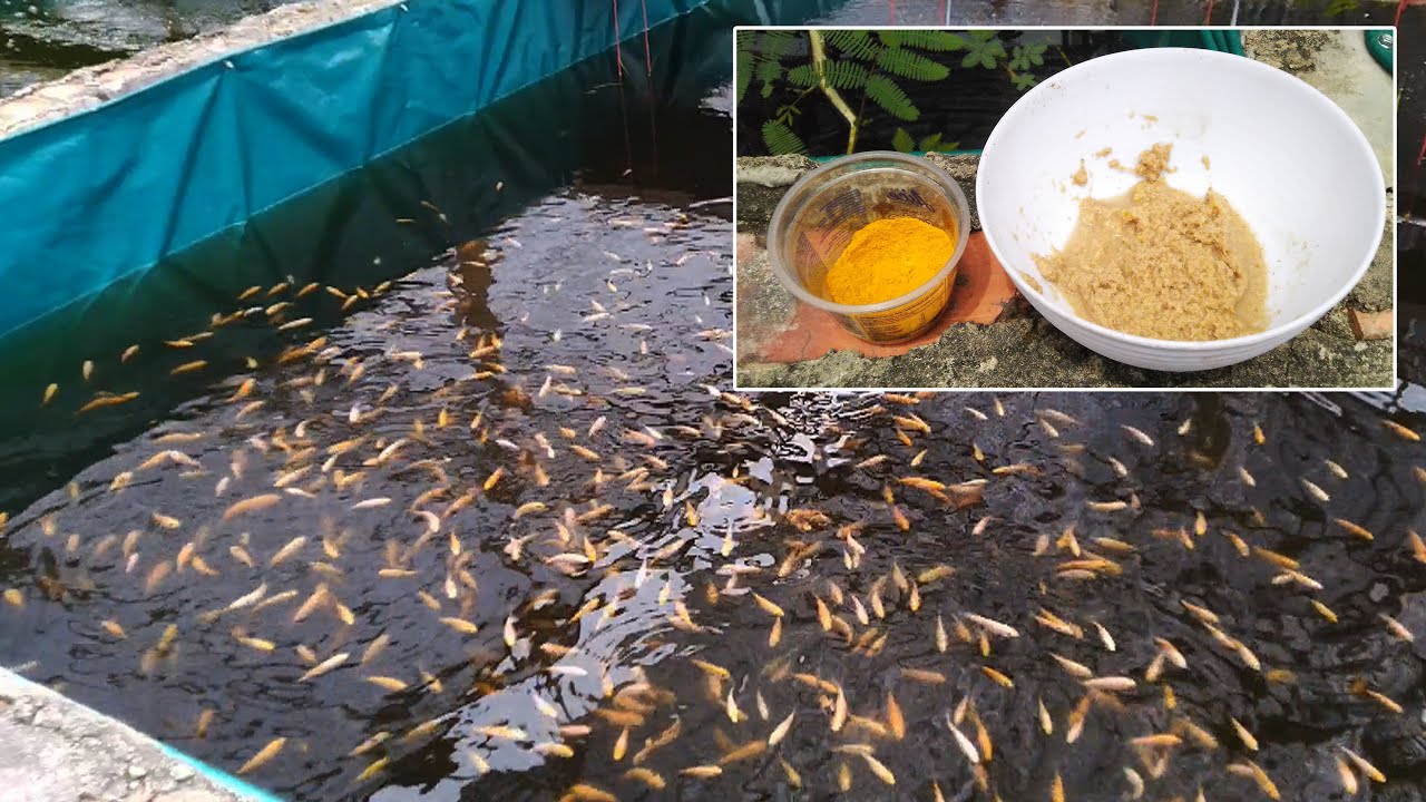 IKAN NILA MATI SETIAP HARI? Atasi dengan CARA Ini