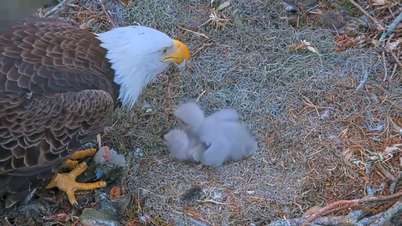 #baldeagle S03#P14 Review birds in nest with nature #birdslovers #birdsounds #birdsnest