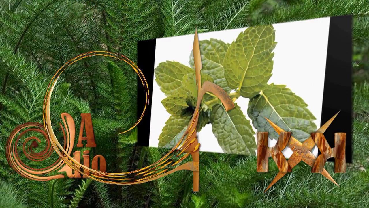 MINUTO SUSTENT&Aacute;VEL - AS FOLHAS - OMIER&Oacute;