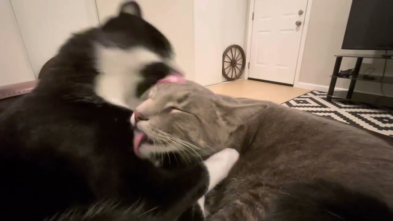Michael and Ming: Cleaning each other’s fur