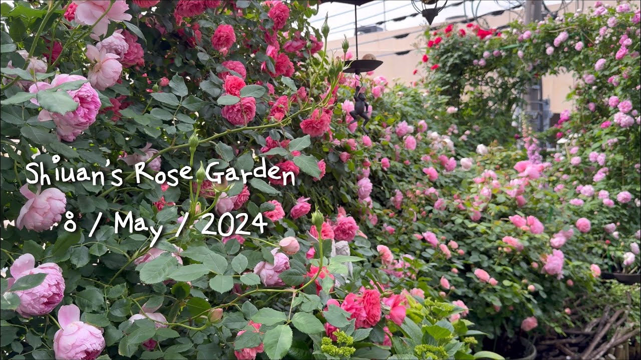 2024（14）Shiuan‘s Rose Garden 2024/5/8 花園日記