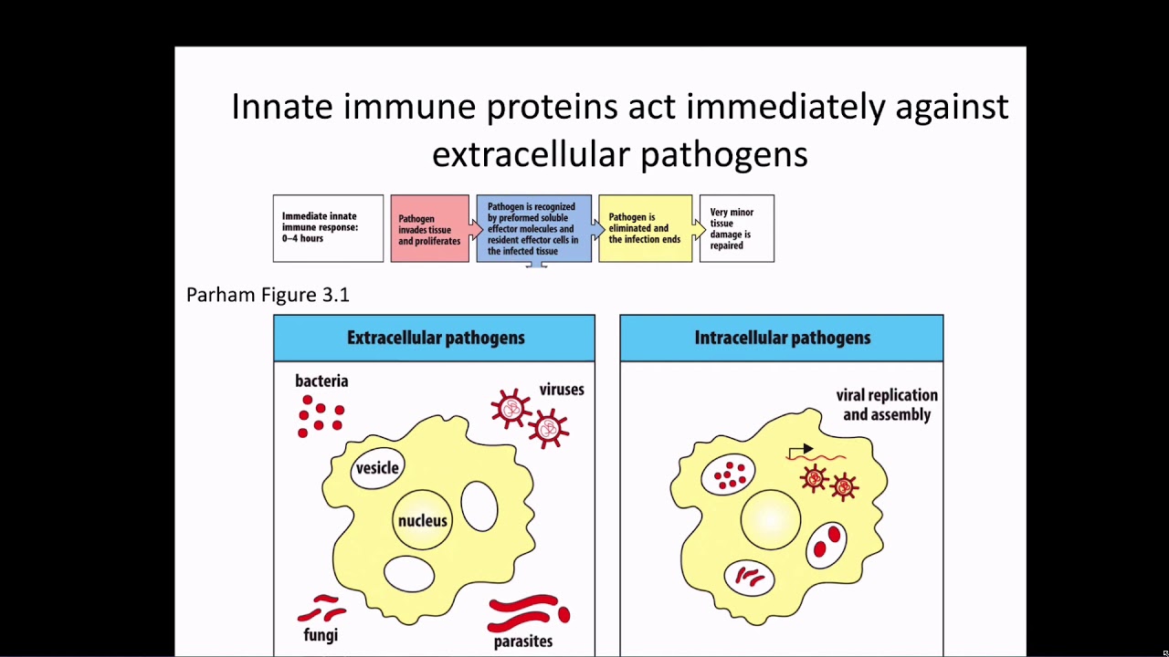 Immunology Fall 2019 Lecture 3: Antimicrobial Peptides and Complement
