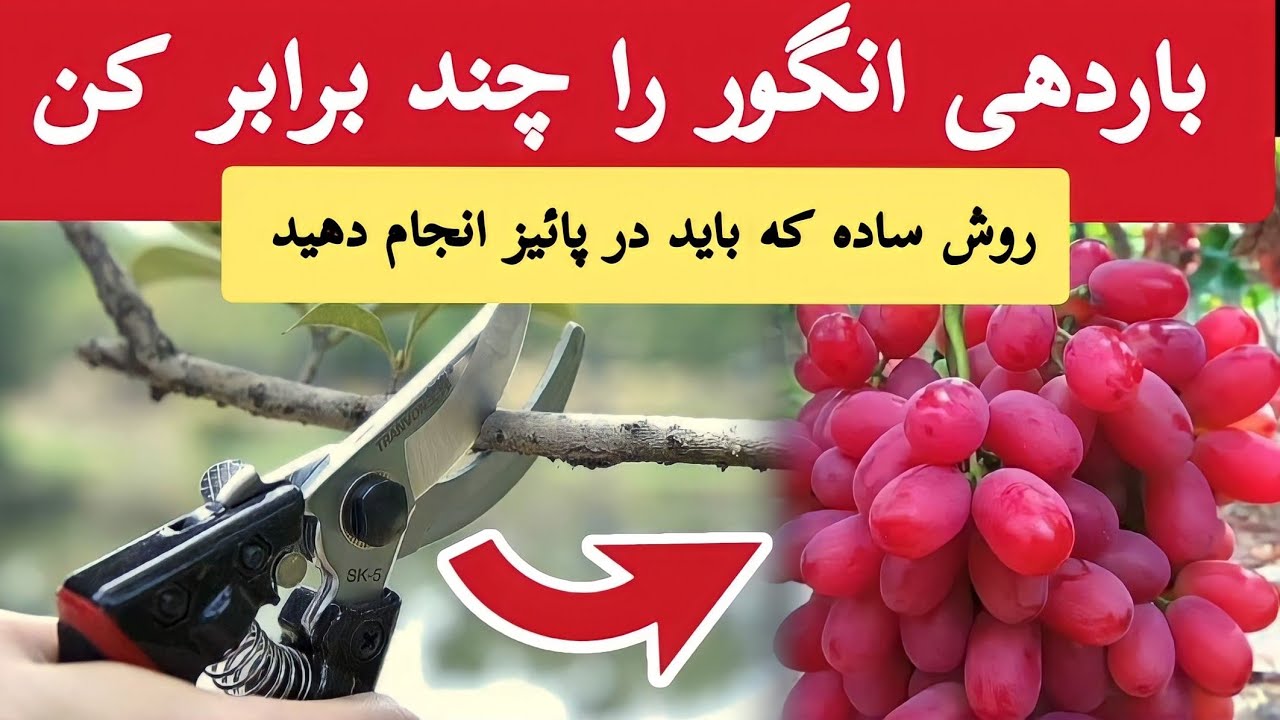 با این روش باردهی درخت انگور را چند برابر کن | مخصوص پائیز
