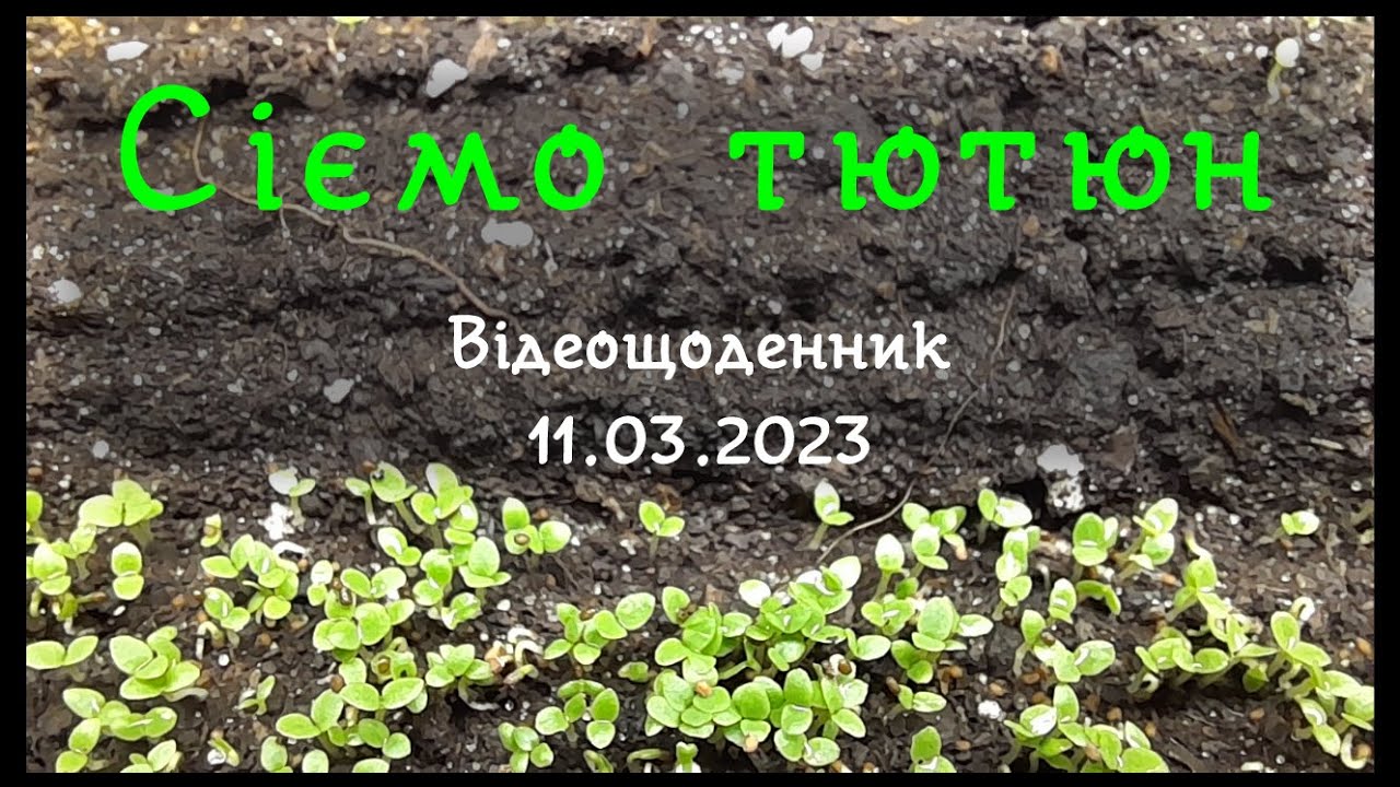Сіємо тютюн. Вирощування розсади тютюну. Аматорське тютюнництво.