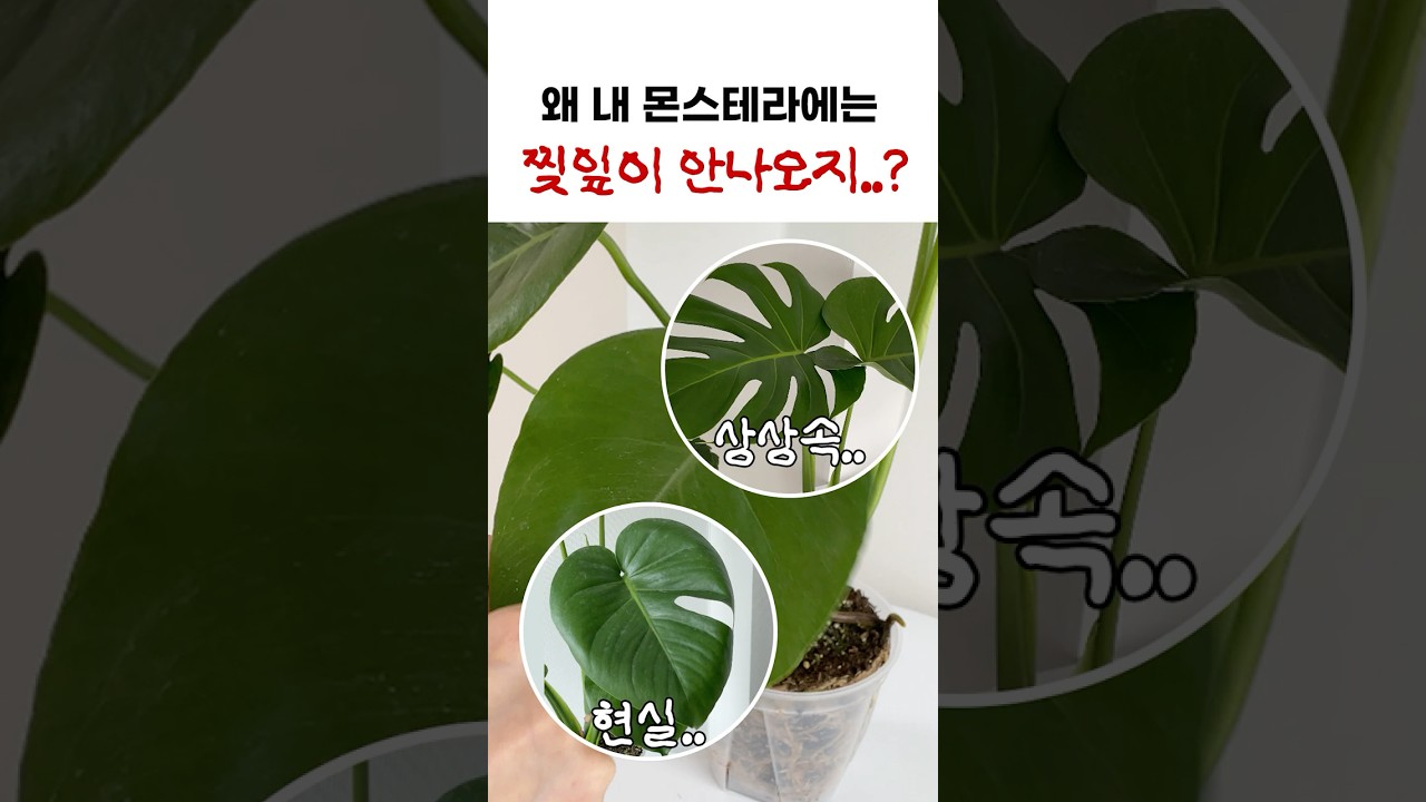 몬스테라 찢잎이 안생기는 이유!! 찢잎 생기는 방법 대공개 #몬스테라 #plants #식물키우기