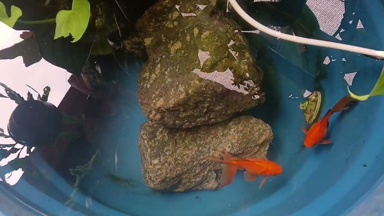 Laguinho na caixa d'água com peixe kinguio 