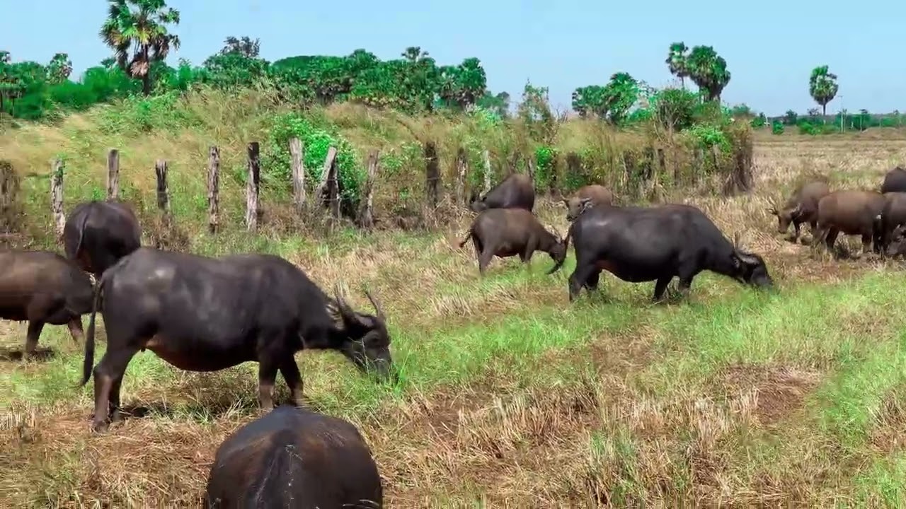 Buffalo #animals #buffalo 