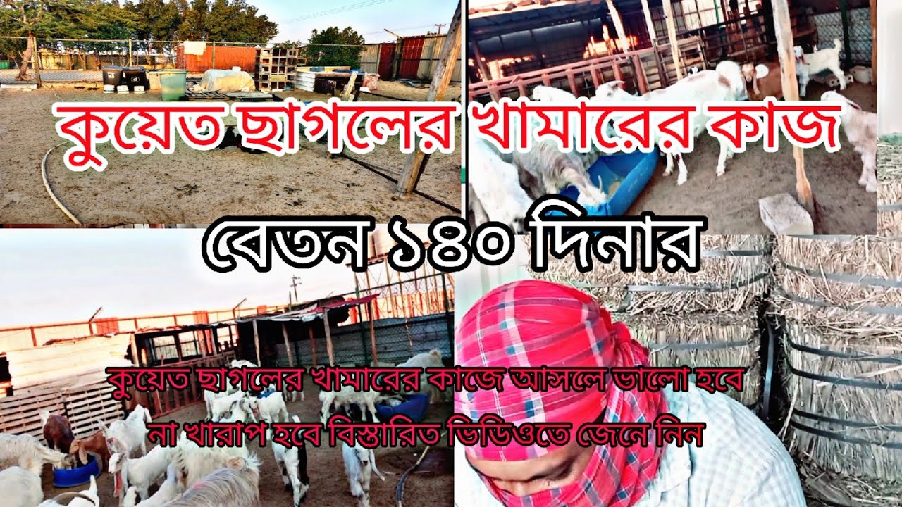 কুয়েত ছাগলের খামারের কাজ বেতন ১৪০ দিনার কোন ভিসায় আসবেন ছাগলের খামারের কাজে
