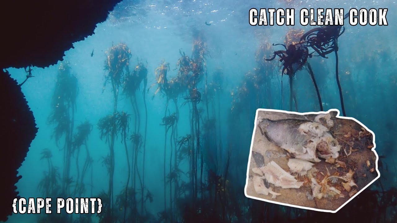Cape Point Catch Clean Cook – Spearfishing South Africa | Butterfish, Janbruin & Hottentot Adventure