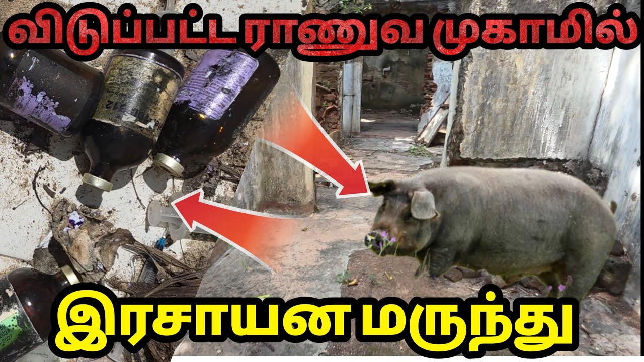 🔴விடுவிக்கப்பட்ட புலிகளின் முகாமை ஆக்கிரமித்த  பன்றிகள் 