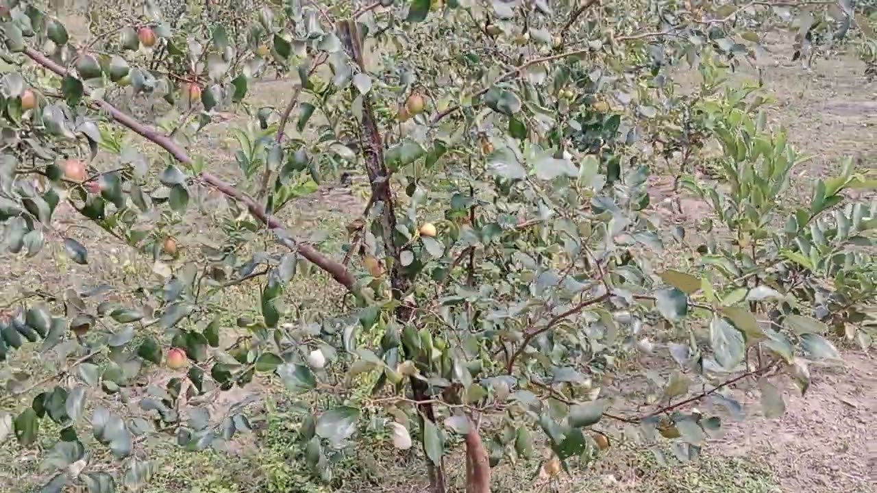 মিশ্র ফল বাগান 
