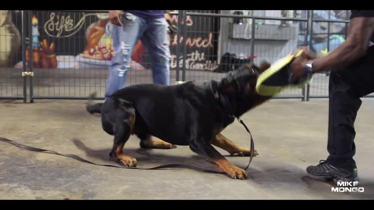 Rottweilers Doing Bite Work | Rottweiler Vlogs Ep. 131 Mizzo & Mack Friday Night Bites at Dawg Life
