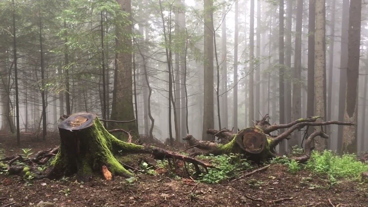 Vallombrosa,natura suggestiva,di Nicola Wittum.- Pro Loco Saltino Vallombrosa
