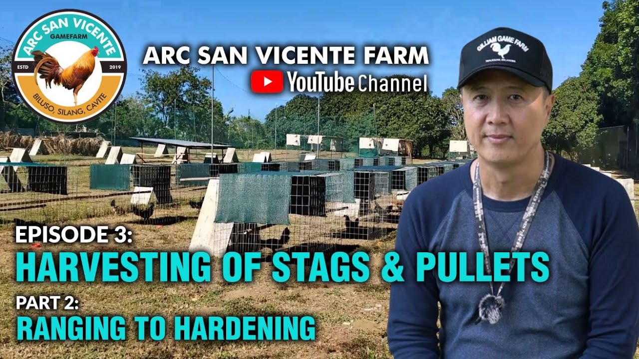Episode 3: Harvesting of Stags and Pullets - Part 2: Ranging to Hardening