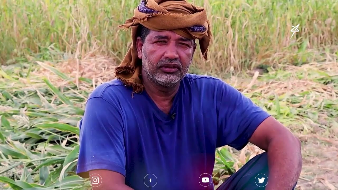 الذرة تعود إلى مزارع الغيل بـ #حضرموت