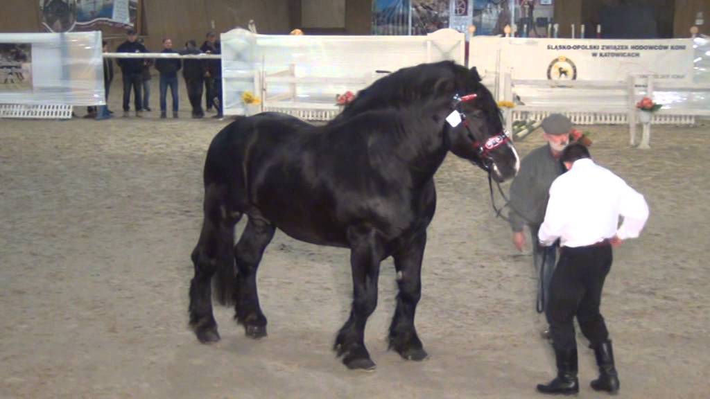 OGIER RASY ZIMNOKRWISTEJ 616 G Wr LENDER - POKAZ OGIER&Oacute;W HODOWLANYCH ZBROSŁAWICE 6 LUTEGO 2016r.