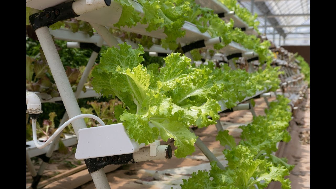 Kilimo cha mboga mboga ambacho hakitumii udongo