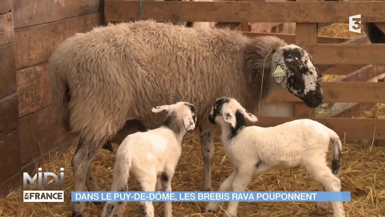 ANIMAUX & NATURE : Dans le Puy-De-Dôme, les brebis Rava pouponnent